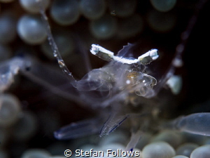 Watcher ... Anemone Shrimp - Ancylomenes holthuisi. Chalo... by Stefan Follows 